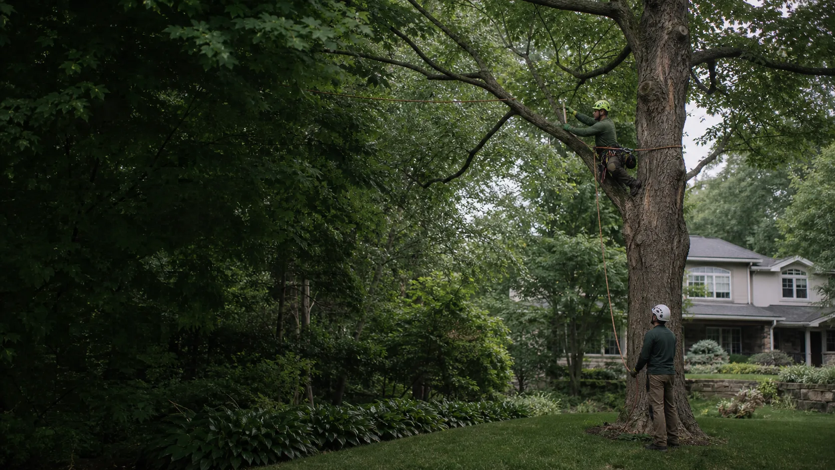 Two professional arborists working safely at a mature tree on a wooded Westchester property